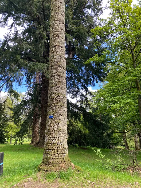 A particularly good specimen 