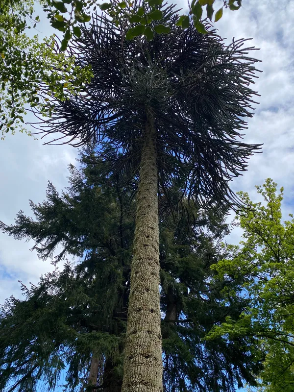 A particularly good specimen 