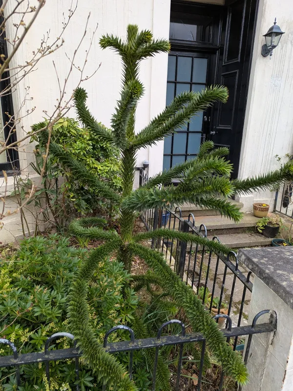 Lurking in North Woodside