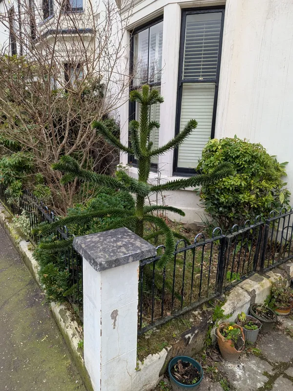 Lurking in North Woodside