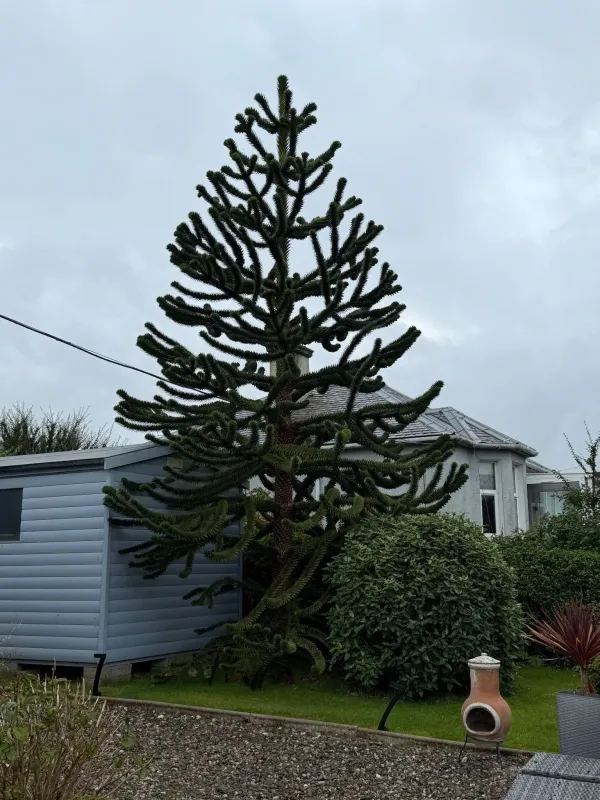 Grianan Tree